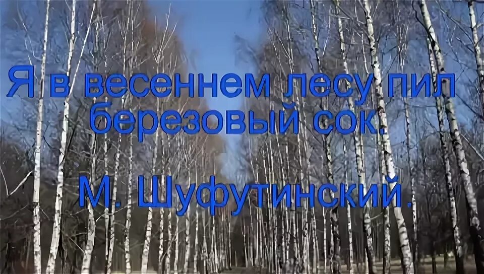 Пил березовый сок слова песни. Я В весеннем лесу пил березовый сок. Стихи я в весеннем лесу пил березовый сок. Стих Есенина я в весеннем лесу пил березовый сок. Стихотворение я в весеннем лесу пил березовый сок Автор.