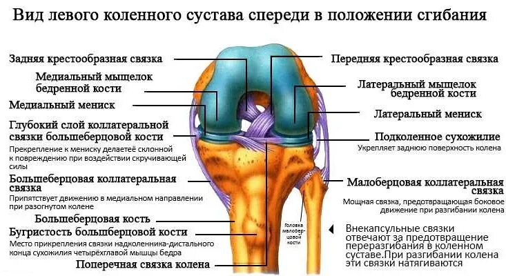 Связки и их значение