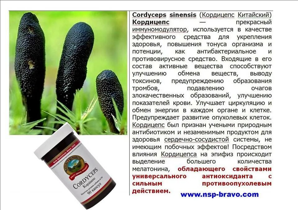 Cordyceps инструкция. Кордицепс Синенсис гриб. Кордицепс гриб характеристика. Кордицепс китайский гриб. Кордицепс эффект.