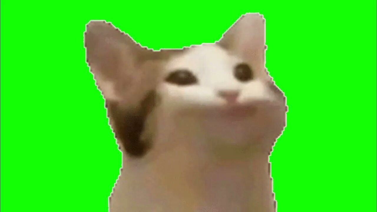 Кот хрустит хромакей. Pop cat хромакей. шлёпа хромакей кот. кот на зеленом фоне. коты на зелёном фоне.