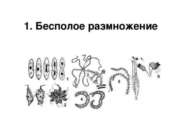 Бесполое размножение 6 класс биология. Споруляция бесполое размножение. Формы размножения организмов рисунок. Типы бесполого размножения растений спорообразование.