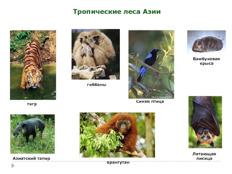 Тропические животные 1 класс. Животные и растения тропических лесов. Тропический лес животные. Животный мир тропического леса. Фотоколлаж животные и растения тропиков.