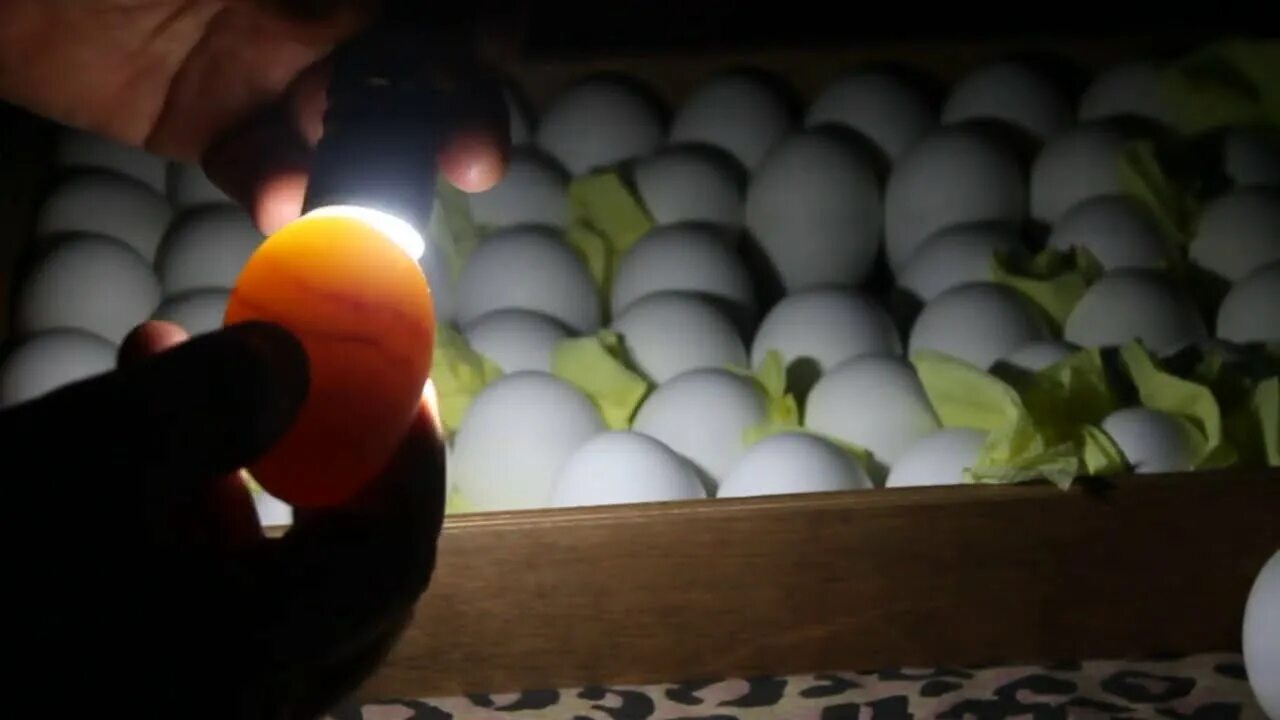 Овоскопирование куриных яиц по дням фото. Инкубация перепелиных яиц овоскопирование. Овоскопирование 18 суток. Инкубация перепелов овоскопирование. Яйцо неоплод овоскопирование.