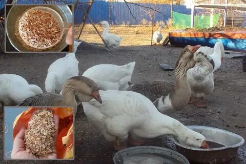Корм для гусей
