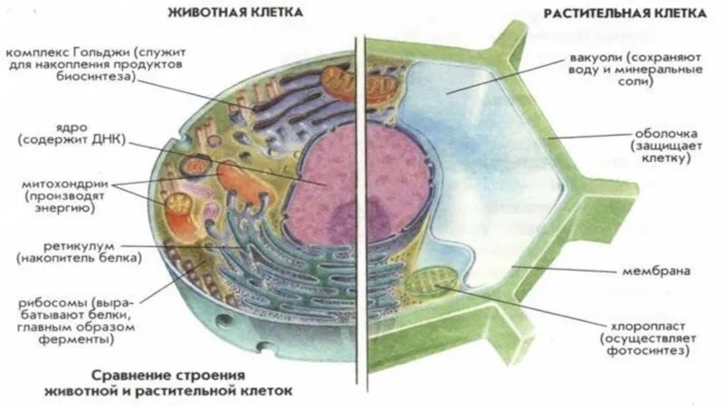 Растительная клетка сходства и различия. Строение животной клетки и строение растительной клетки. Строение клетки сравнение растительной и животной клетки. Сравнение клетки животного и клетки растения. Сравнение структуры животной и растительной клетки.