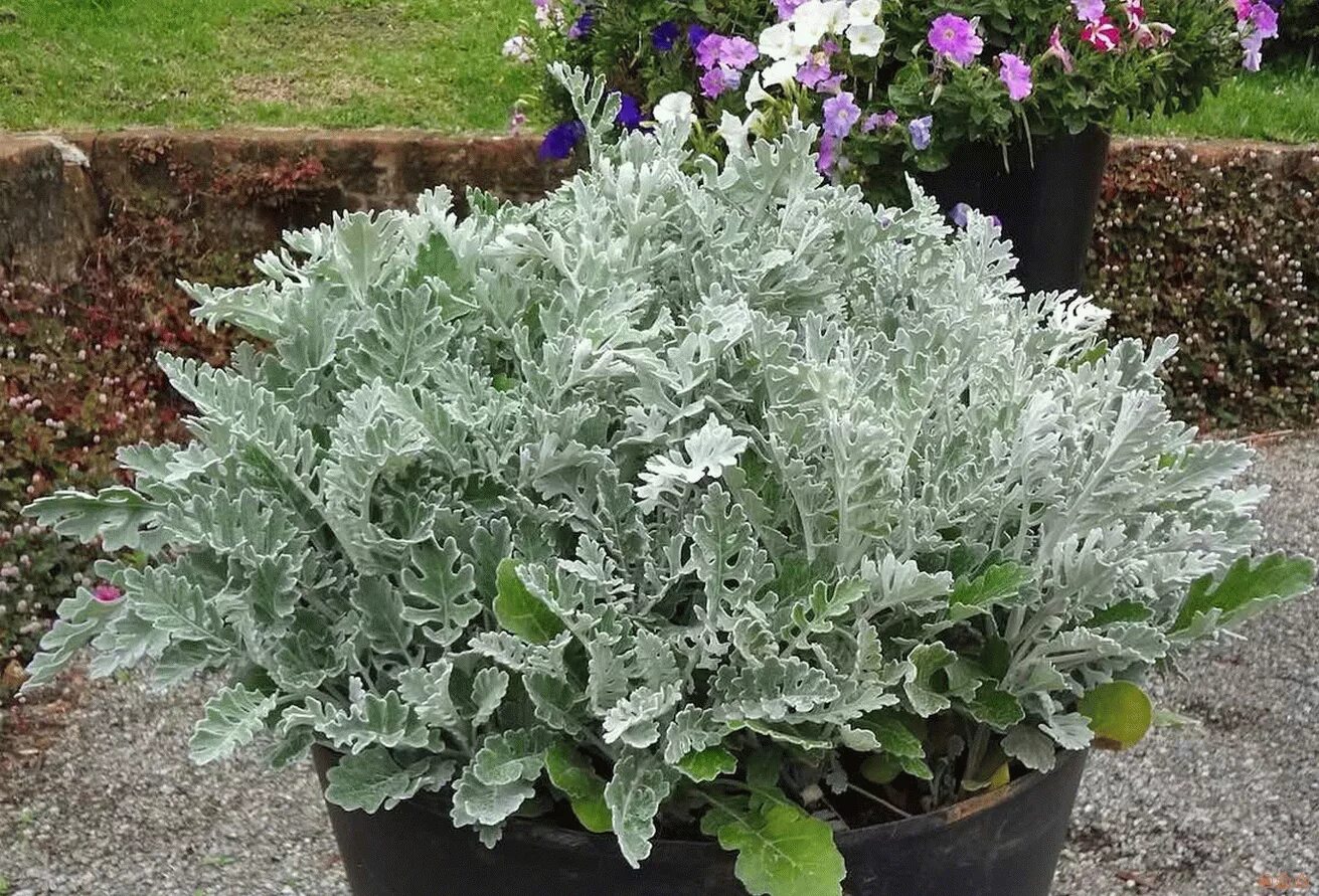 Цинерария Приморская cineraria maritima. Цинерария Quicksilver. Цинерария(крестовник) серебряная. Цинерария однолетник. Цинария