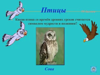 Какая птица считается лучшей