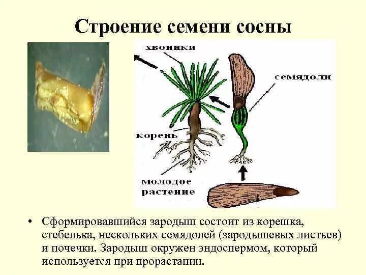 Каково строение голосеменных. Семена голосеменных строение. Строение семени сосны обыкновенной. Строение семени голосеменных растений. Семена сосны строение.