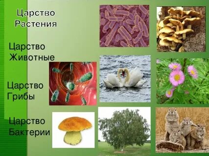 Природа родного края растения грибы животные