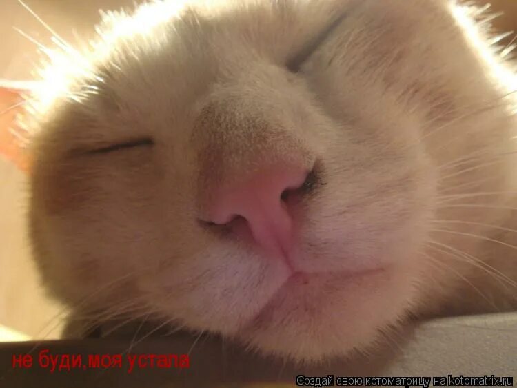 Кот проснулся мем. Ты буди меня. Меня рано не буди. Спящие коты с надписями. Не будите меня.