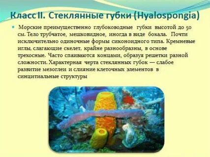 История губки