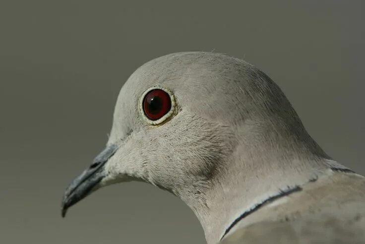 What if pigeons had eyes in the front of their head Cute funny animals, Funny an
