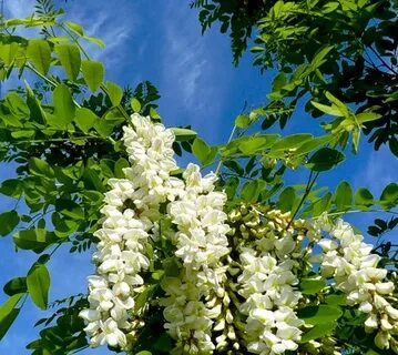 Песня я акация я колючая