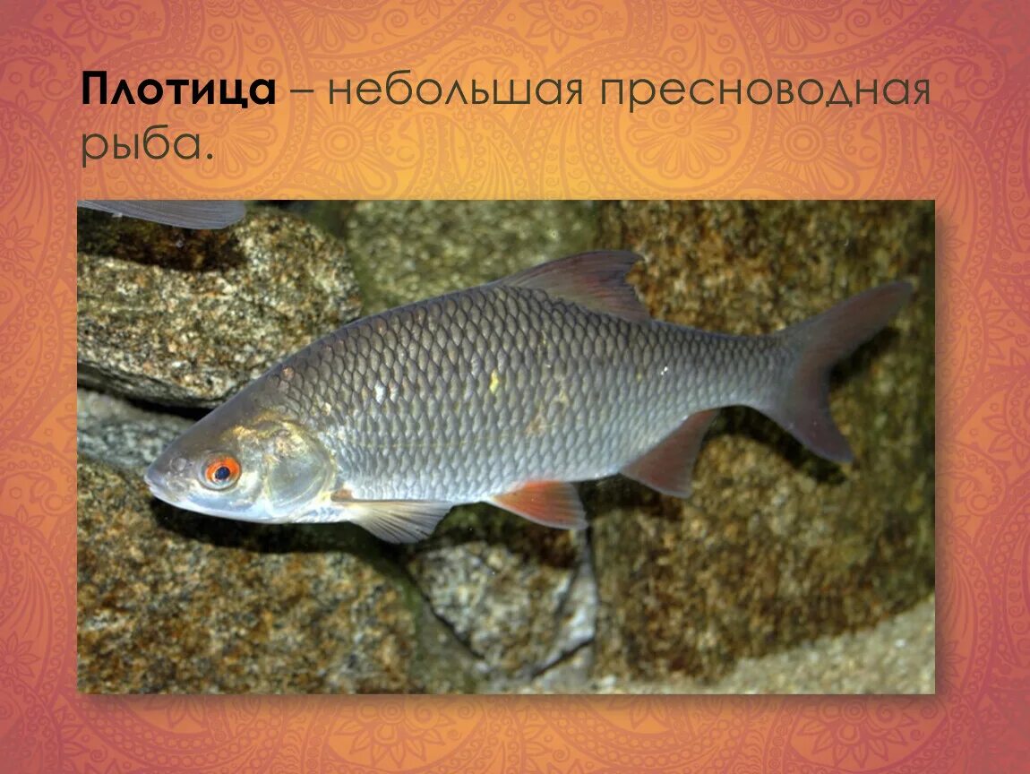 Как называется плотва. Плотва и красноперка. вобла и плотва. плотва красноперка сорога. сорога красноперка плотва вобла.
