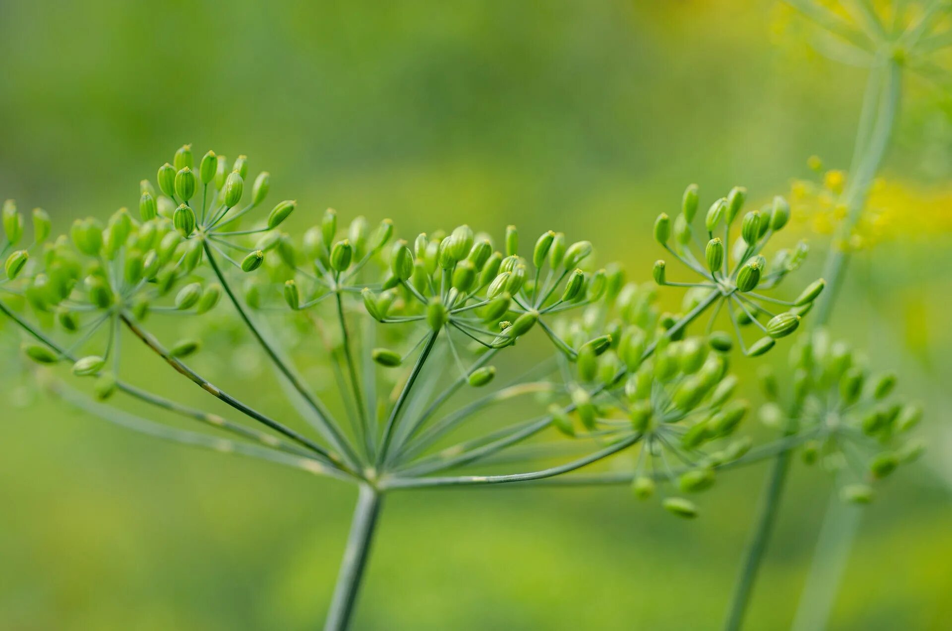 Сорта укропа на зонтики. Anethum graveolens. Укроп соцветие. Укроп зонтик. Зонтики укропа приправа.