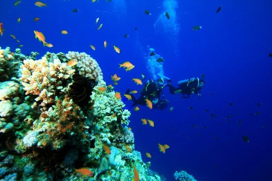 Мир подводной глубине. Дахаб риф. Дахаб коралловые рифы. Караловые Острава Дахаб. Морское дно.