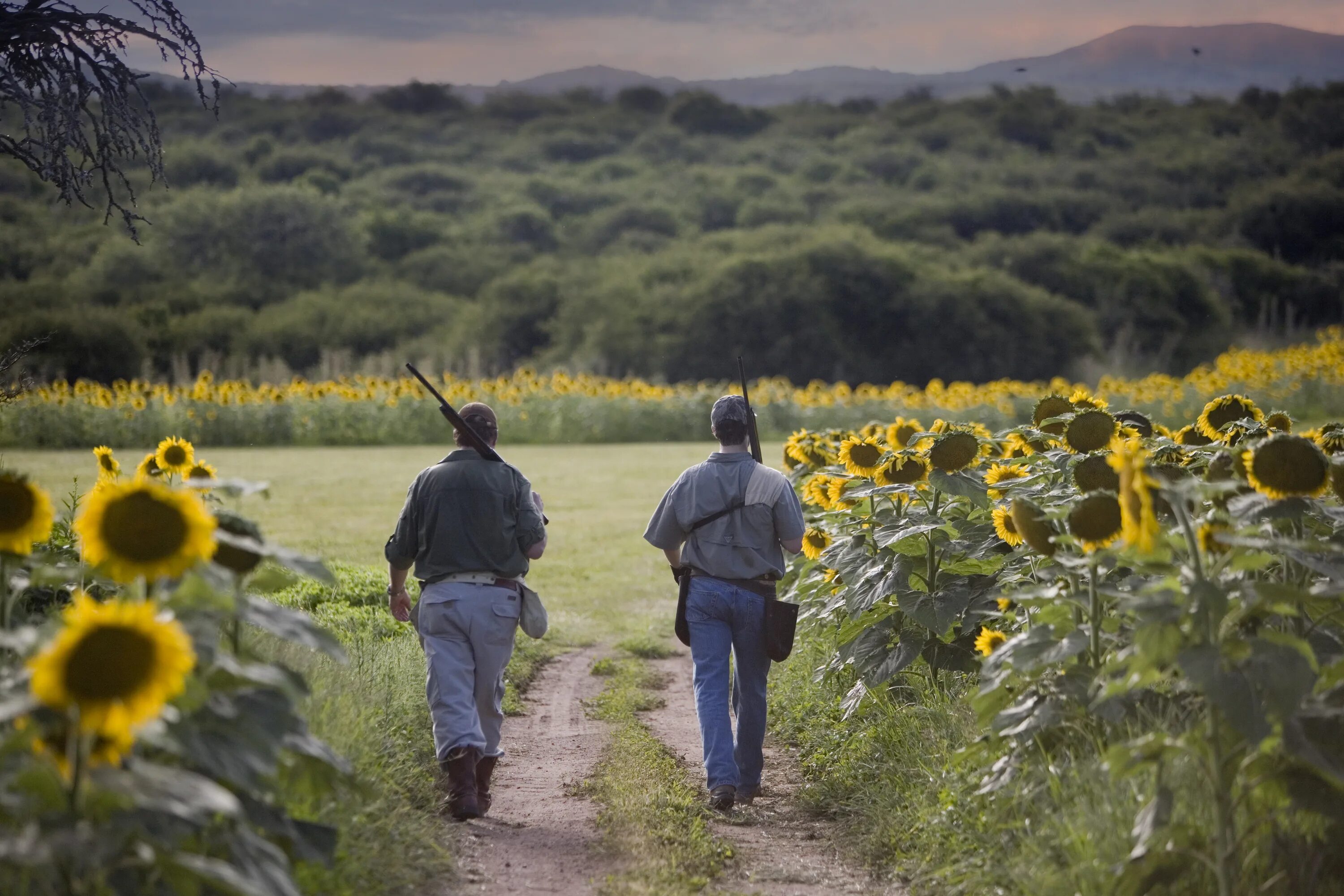 Got s country. Leatherface in Sunflower field. Country s. Sunflower Fishing.