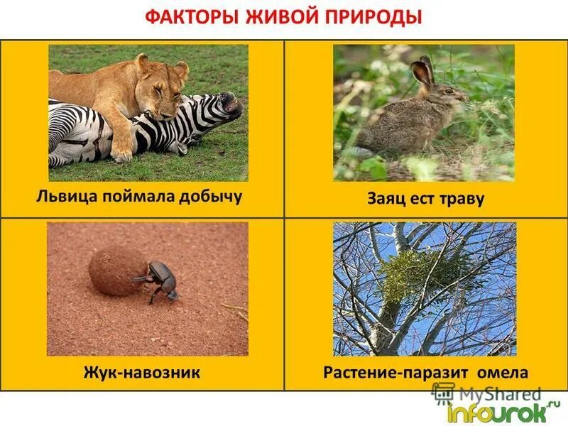 Влияние окружающей среды на живой организм. Факторы живой природы примеры. Биотические факторы живой природы. Среда. Факторы водной среды обитания.