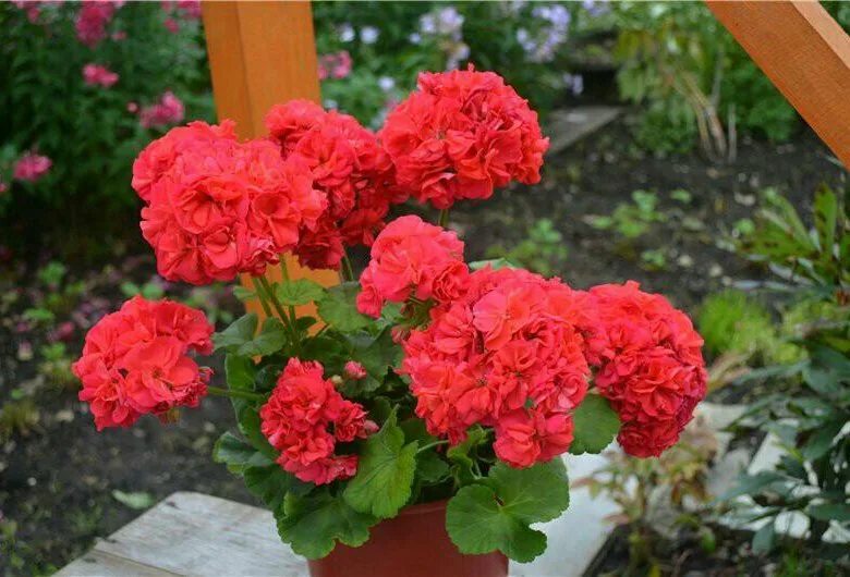 кенис дабл пеларгония фото и описание. Kenny's double пеларгония. пеларгония кенни дабл. пеларгония с красной звездой. пеларгония кенни доубле.