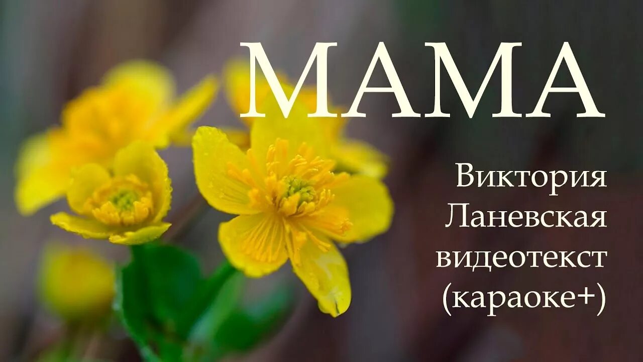 Караоке песня промамау. С днём рождения мама эльбрус джанмирзоев. Индиго караоке. Бурито мама. День рождения мама песня караоке.