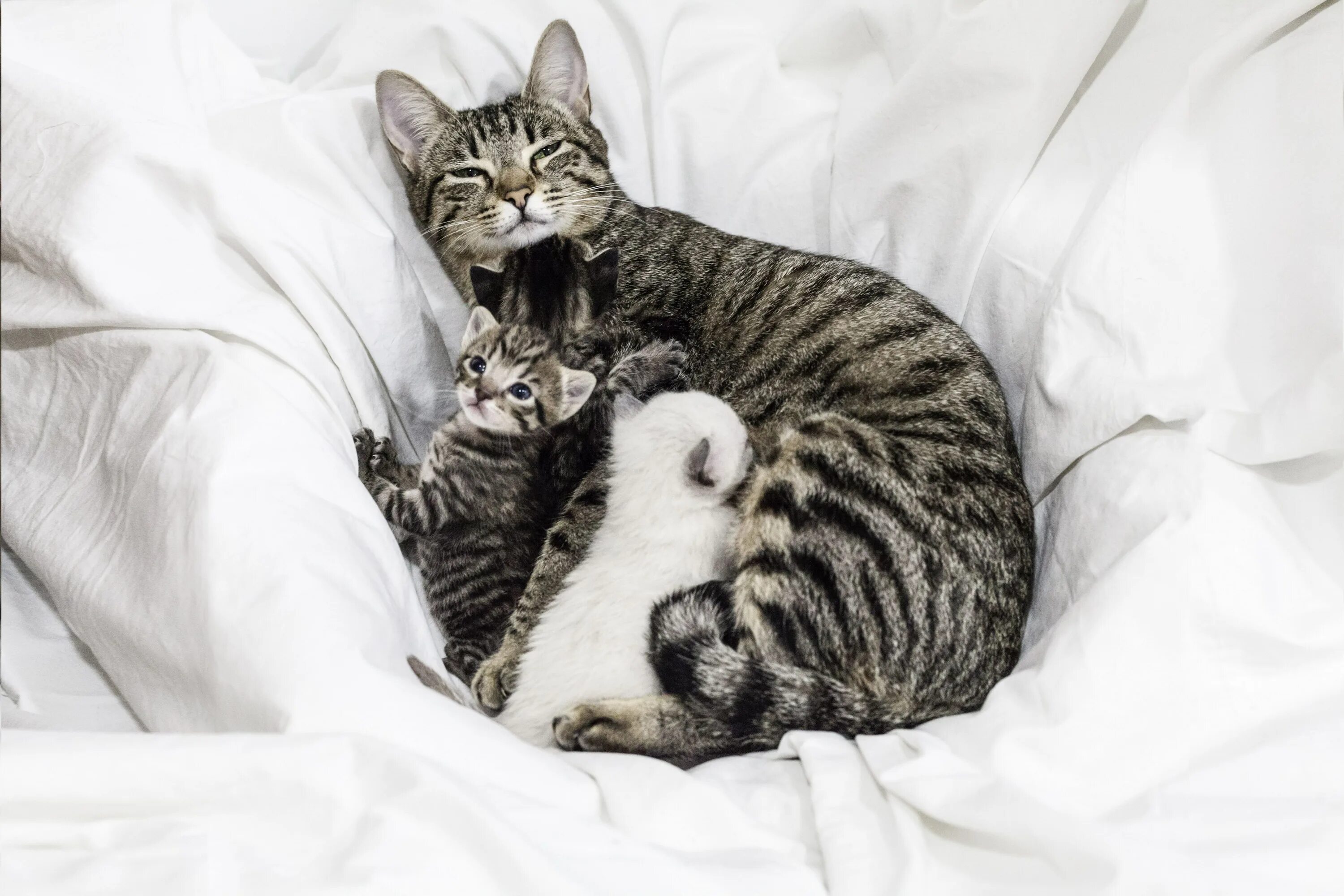 Кормящая кошка фото. К чему снится кормить кошку во сне. Кошка мать. Сиамский сноу-шу. К чему снится кормить кошку во сне.