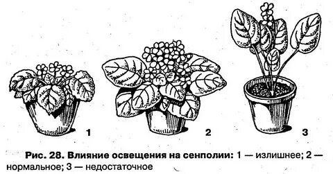 Воздействие света на растения