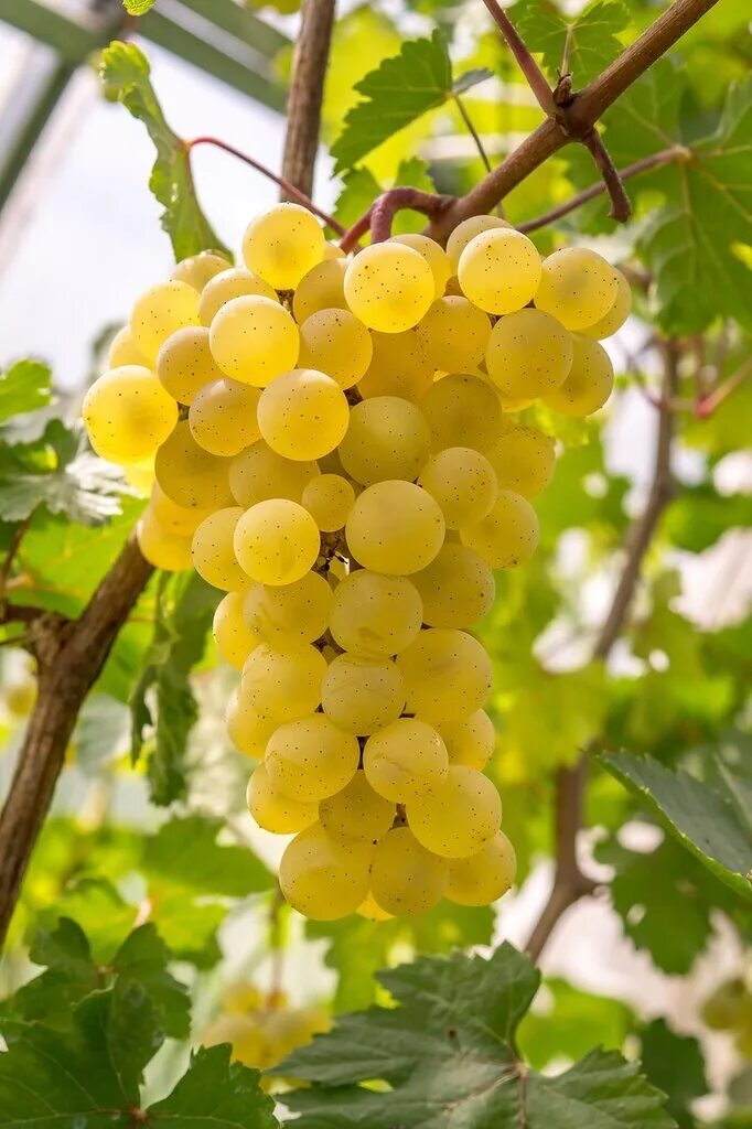 Виноград белое чудо 1шт. Виноград богатырь белый. Пино белый сорт винограда. Московский ранний виноград. Сорт винограда мускат летний.