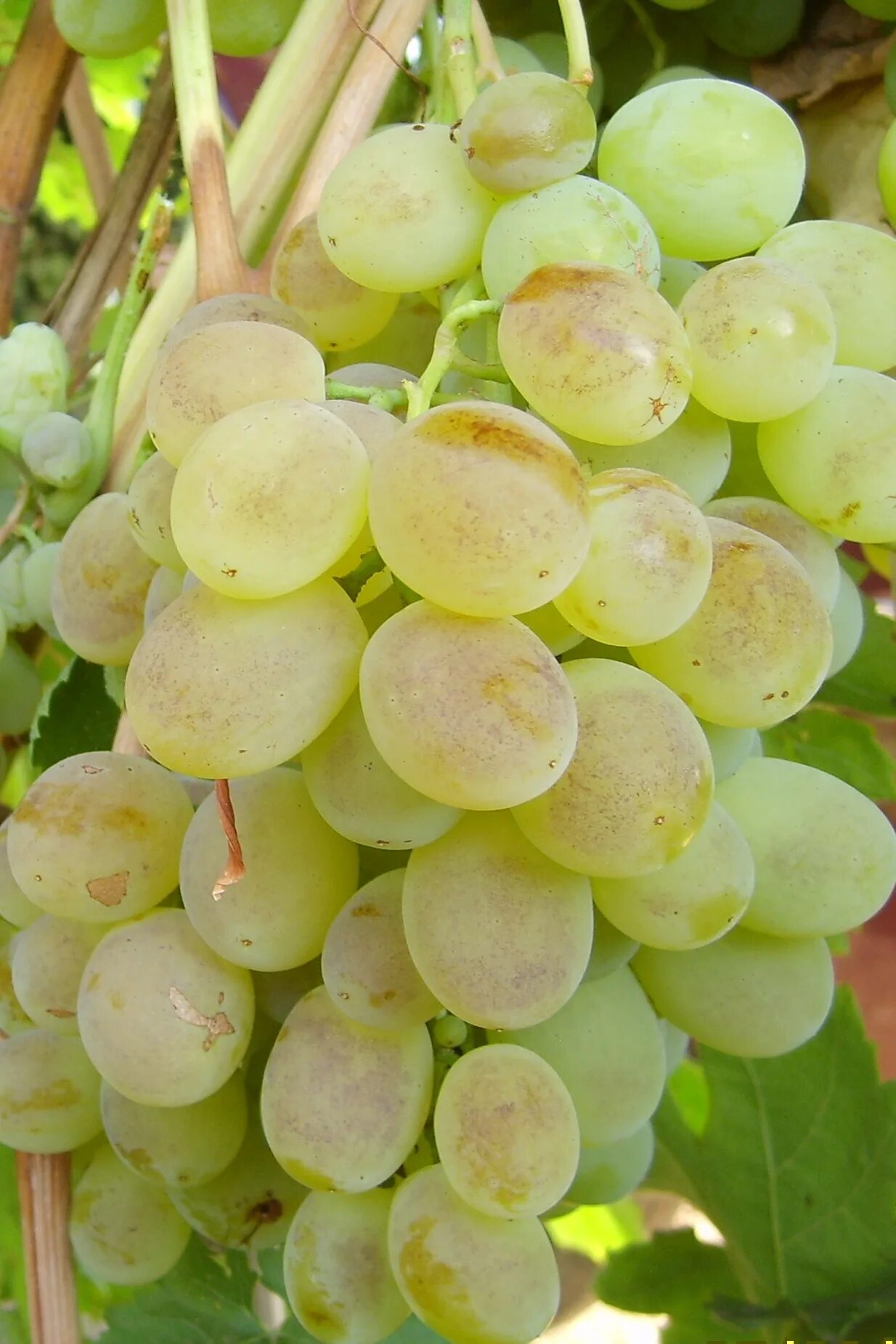 оздоровление организма. бобы детский восторг, 10г. девушка с зверинимы глазами. яркие эмоции детей. прекрасная девушка на светло зеленом фоне.