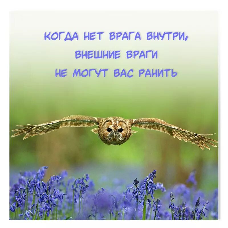 враг внутренний внешний. страшнее внешнего врага внутренний враг. самый опасный враг не колонизатор.