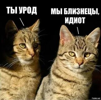 Мем все приколы