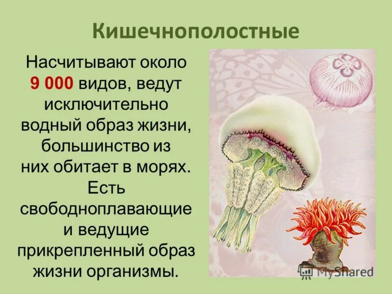 Что такое прикрепленный образ жизни в биологии. Кишечнополостные 7 класс биология. Тип Кишечнополостные 7 класс биология. Свободноплавающие Кишечнополостные. Проект по биологии 7 класс Кишечнополостные.