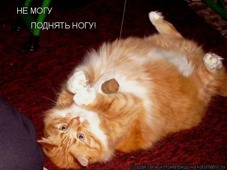 Упражнение ножницы. Комплекс упражнений для укрепления мышц живота. Не могу поднять ногу. Жирный кот с надписью. Дыхательные упражнения бодифлекс для похудения.