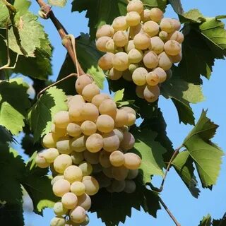 Сорт винограда бианка отзывы