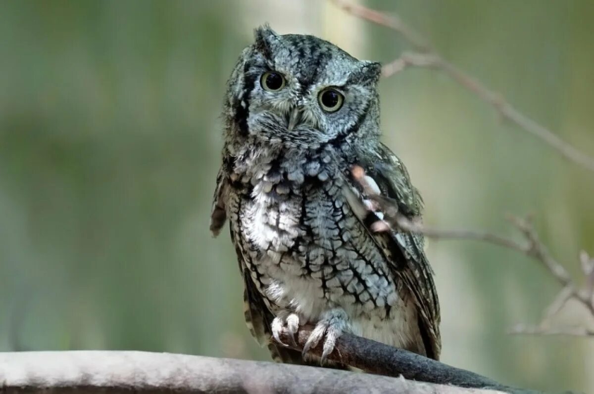 Сова уменьшается. Eastern screech owl. сова. сова на ветке. североамериканская совка.
