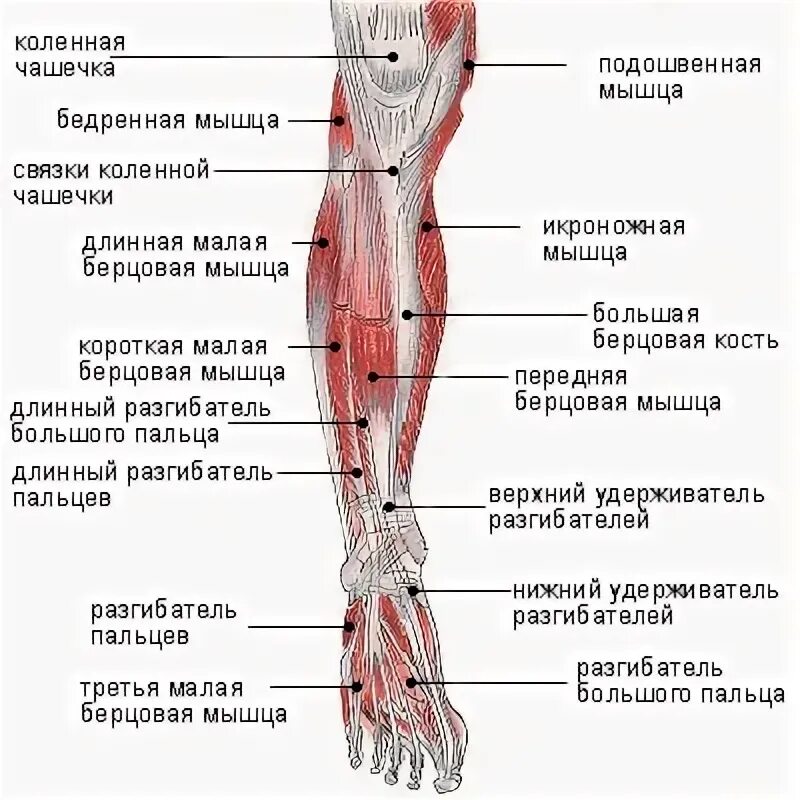 Strength training for tendon problems - a method of stopping 2022 Программы трен