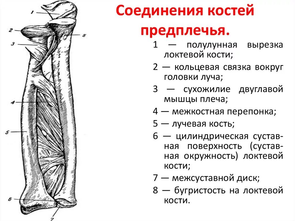 Кости предплечья соединение. Соединение костей предплечья анатомия. Кости предплечья анатомия строение. Анатомия костей локтевой кости. Соединение костей верхних конечностей анатомия.