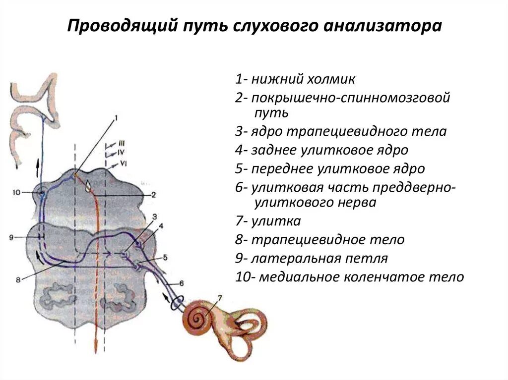 Проводящий путь органа слуха. Путь слухового анализатора схема. Проводящие пути слухового анализатора Нейроны. Путь слухового анализатора схема Нейрон. Проводящие пути слухового анализатора анатомия.