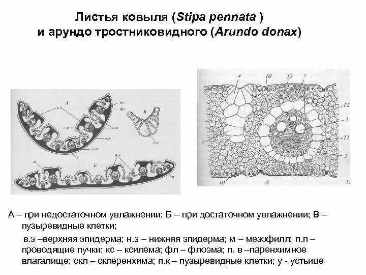 Пузыревидные клетки