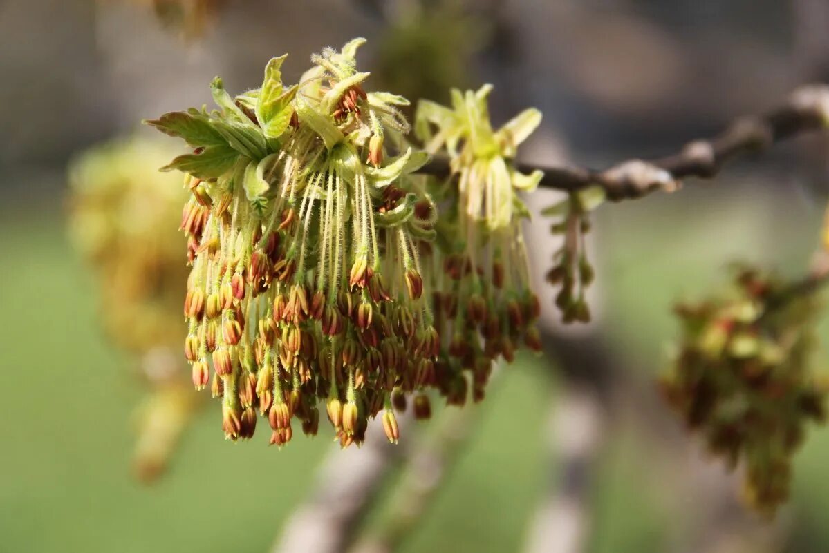 ясень цветы. ясень обыкновенный цветение. ясень цветы. ясень обыкновенный соцветие. ясень соцветие.