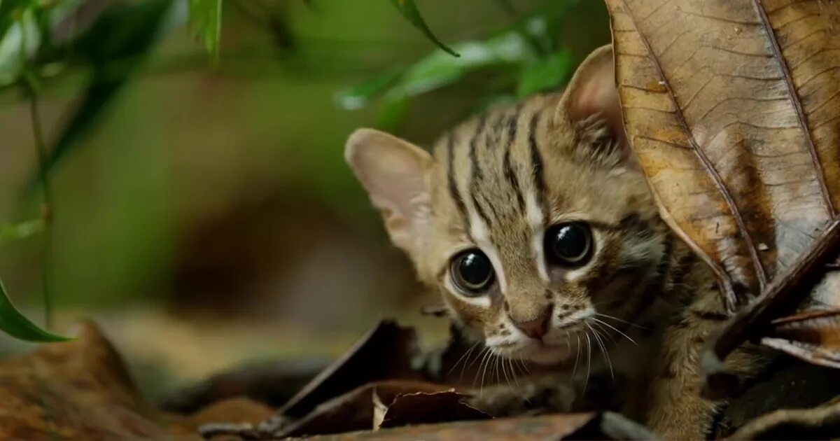 The small cat