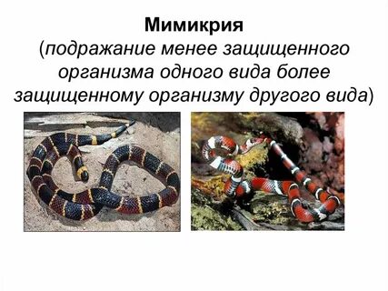 Мимикрия под голод что это такое