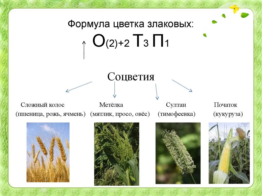 Какую формулу имеют злаки