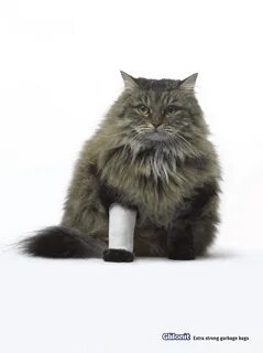 Котики без рекламы