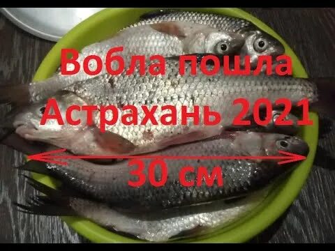 Рыбалка в Астрахани на воблу. Ловля воблы в Астрахани. Весенняя вобла в Астрахани. Астрахань нерест воблы 2020.
