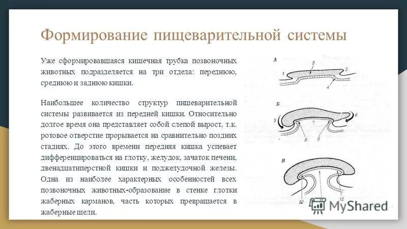 Формирование пищеварительной системы. Эмбриональное развитие пищеварительной системы. Спланхнология пищеварительная система в таблицах. Образование первичной кишки в эмбриогенезе. Развитие пищеварительной системы эмбриогенез.