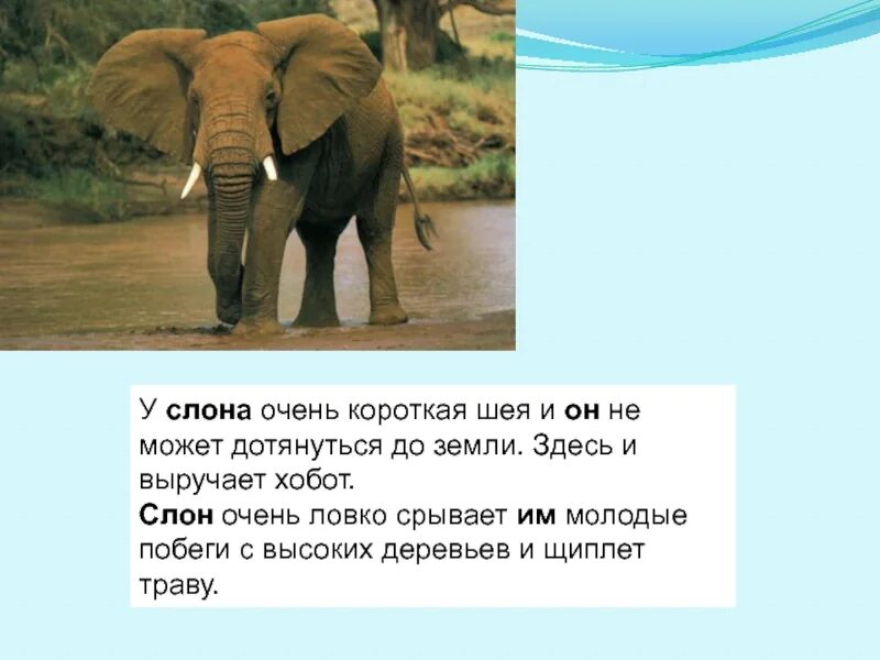 Ход слона миша учится. Эволюция хобота слона. У слона высокий рост. Функции хобота у слона. Хобот слона образован.