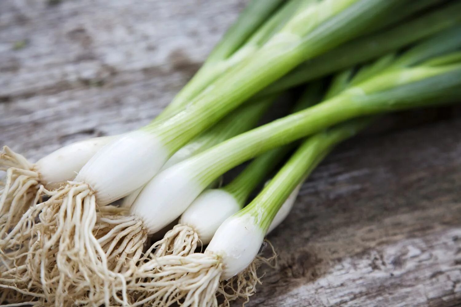 Scallion