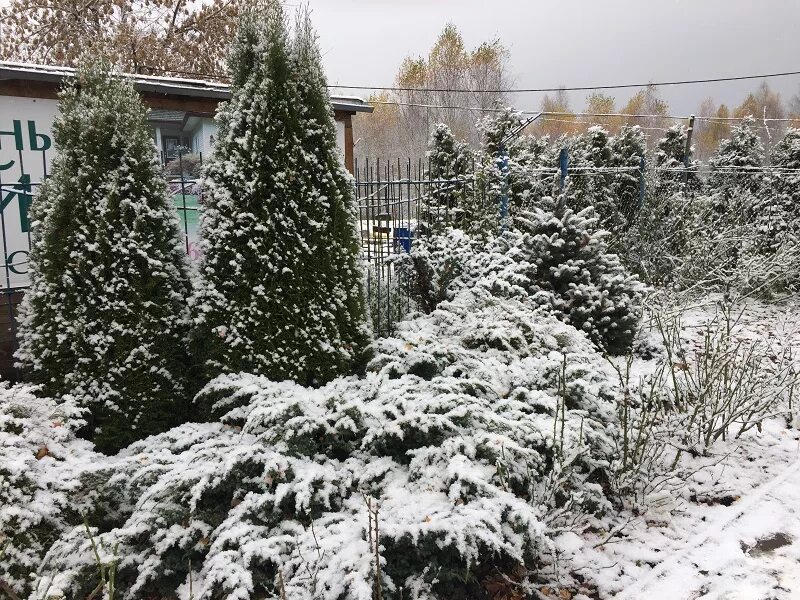 Св сад нижегородская. Садовый центр св сад Неклюдово. Св сад Нижний Новгород. Закрытие садовых центров. SV Sad питомник Неклюдово.