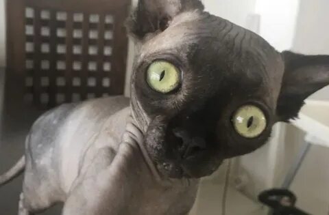 Кот похожий на летучую мышь