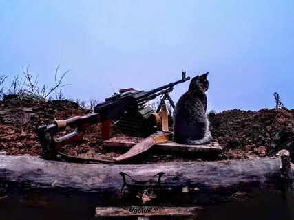 Коты донбасса